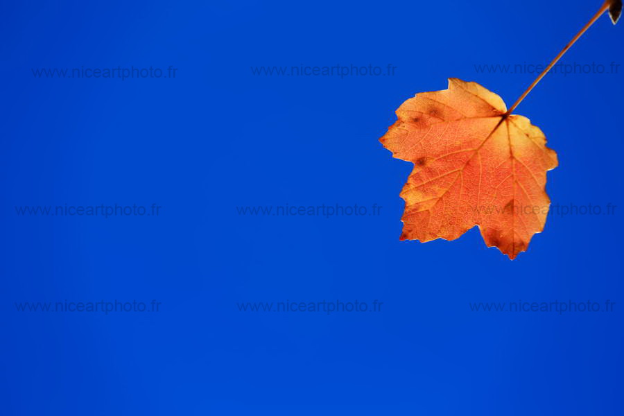 paysage automne//www.niceartphoto.fr