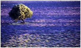  paysages de provence