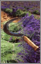 Photographe Provence lavande paca