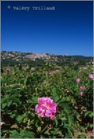 agriculture reportage photographe grasse