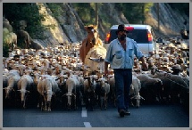 berger portrait reportage transhumance