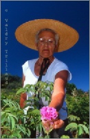 culture cueillette rose mai