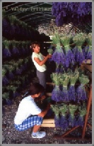 lavande provence photo paca
