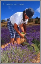 photo provence Paca