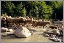 photo reportage paca nature