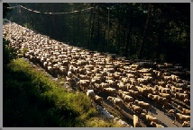 photo reportage transhumance