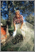 photographe huile olive Vence