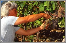 photographe vendanges saint jeannet