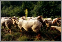 photographie transhumance paca