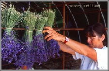 producteur lavande provence photo