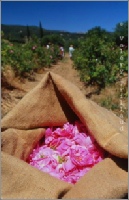 reportage entreprise Grasse rose mai