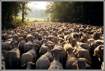 reportage troupeau agriculture
