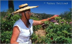 rose de mai photographe grasse