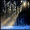 lumiere foret hiver